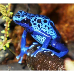 Dendrobates Tinctorius Azureus 2.5-3 cm - Rana freccia Celeste, Blue e nera - Rana dardo - anfibi per terrario
