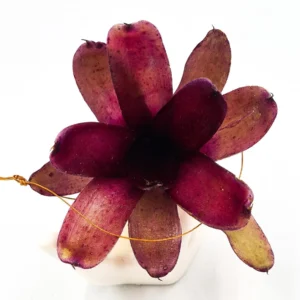 Neoregelia Amazon - pianta epifita per terrario o paludario in vasetto