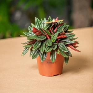 Peperomia Caperata - pianta per terrario/paludario o da interno in vasetto