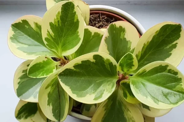 Peperomia Obtusifolia - pianta per terrario/paludario o da interno in vasetto