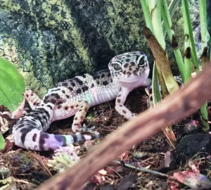 Eublepharis macularius - Geco Leopardino Morph Snow 10-12 cm - FOTO REALI - sauri per terrario
