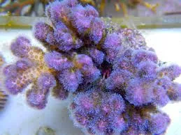 Pocillopora Damicornis Quadricolor - Corallo duro SPS- frag 3-4 cm