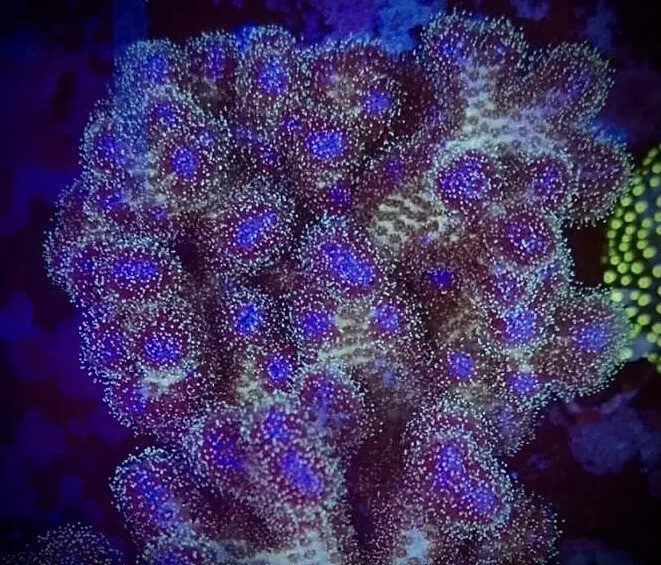 Pocillopora Damicornis Quadricolor - Corallo duro SPS- frag 3-4 cm
