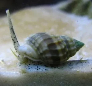 Nassarius Distortus - Lumaca Detritivora ideale per acquario marino