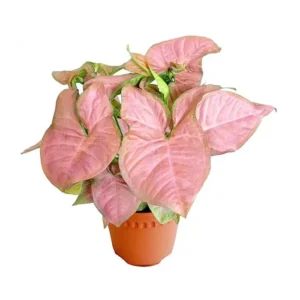 Syngonium Red Butterfly - pianta per terrario o paludario in vasetto
