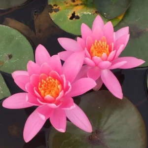Ninfea Firecrest - Nymphaea rustica rosa carico di taglia media per laghetto