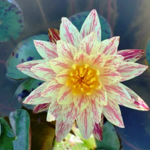 Ninfea Paranee - Nymphaea rustica gialla screziata di rosa carico di taglia grande per laghetto