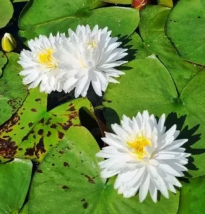 Ninfea Bangkok Snow - Nymphaea rustica bianca con numerosi petali di taglia grande per laghetto