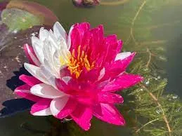 Ninfea Jakkapong - Nymphaea rustica rosa, magenta e bianco di taglia media per laghetto