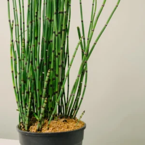 Equisetum Japonicum - pianta palustre di taglia media per laghetto
