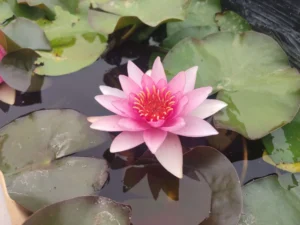 Ninfea Fabiola - Nymphaea rustica rosa di taglia media per laghetto