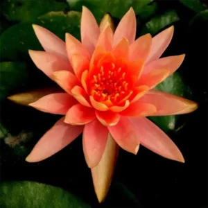 Ninfea Sioux - Nymphaea rustica rosso-arancio di taglia media per laghetto
