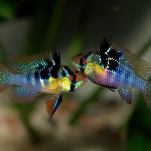 Coppia di Mikrogeophagus ramirezi RAM 2-5 cm - maschio e femmina - ciclidi nani