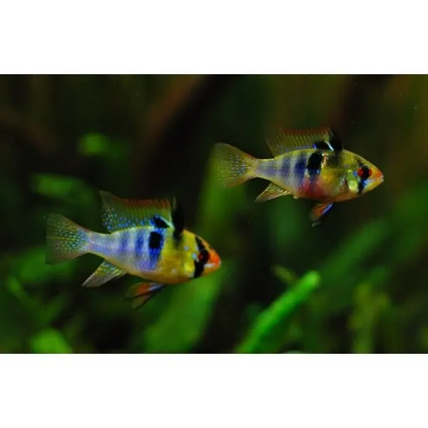 Coppia di Mikrogeophagus ramirezi RAM 2-5 cm - maschio e femmina - ciclidi nani