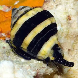 Engina Mendicaria - Bumble bee snail - Lumaca ape Detritivora ideale per acquario marino