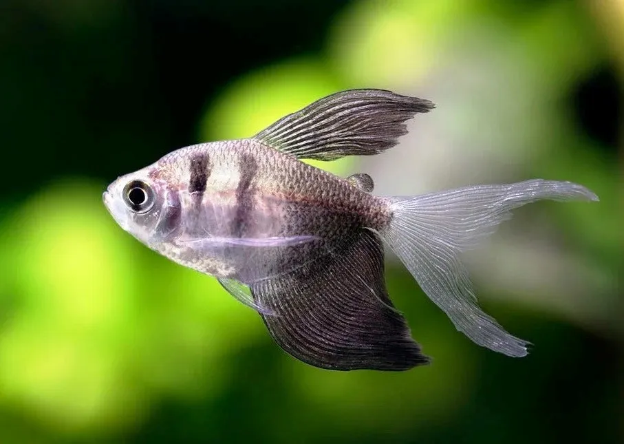 Gymnocorymbus ternetzi LONG FIN, pesce gonnella a pinne lunghe 2-5 cm