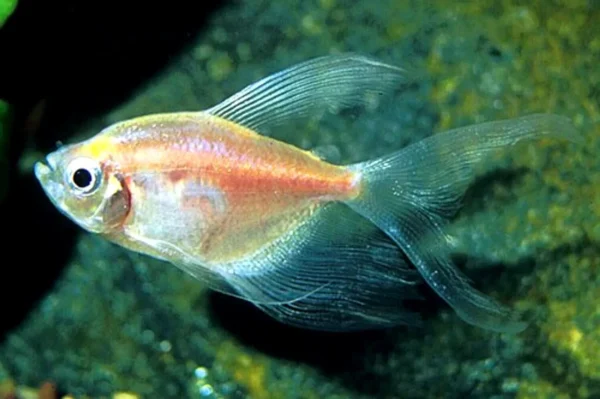 Gymnocorymbus ternetzi GOLD LONG FIN, pesce gonnella a pinne lunghe 2-5 cm