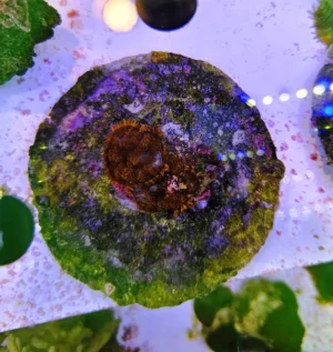 Rhodactis Red-orange - Mushroom - FOTO REALI - Corallo molle facile - 1 disco su frag