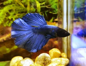 Betta splendens halfmoon Blue - FOTO REALI- pesce combattente maschio 4,5 cm