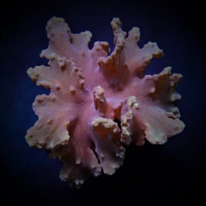 Sinularia Dura Pink - Corallo molle facile - frag 10-15 cm