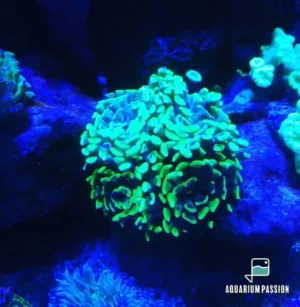 Euphyllia Parancora punte verde fluo Australia - 1 calice - FOTO REALI - Corallo duro LPS facile