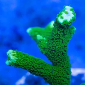 Montipora Digitata Green - Coralo duro SPS- frag 3-6 cm