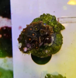Zoanthus Eye of Rah - frag 4-6 cm - FOTO REALI - Corallo molle facile