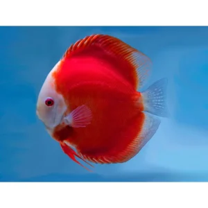 Symphysodon Discus Red Melon - SG Discus Italia - 5-7 cm