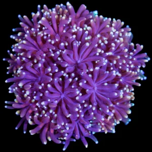Galaxea Fascicularis Viola - Corallo duro LPS - frag 3-5 cm