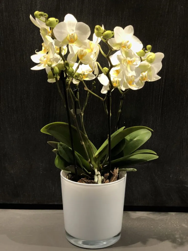 Orchidea Phalaenopsis Nana Bianca mini - pianta per terrario/paludario o da interno in vasetto di plastica