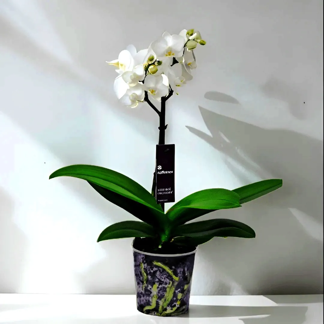 Orchidea Phalaenopsis Nana Bianca mini - pianta per terrario/paludario o da interno in vasetto di plastica