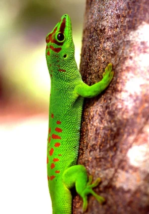 Phelsuma madagascariensis - Geco del madagascar - 6-10 cm - sauri per terrario