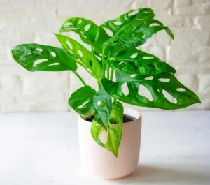 Monstera Adansonii Baby - pianta per terrario/paludario o da interno in vasetto