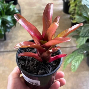 Neoregelia Fireball Red - pianta epifita per terrario o paludario in vasetto