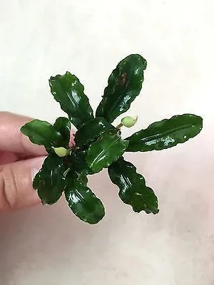 Bucephalandra Green WAVY LEAF - pianta rara epifita da primo piano