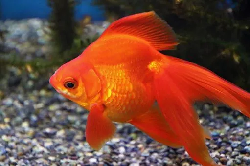 Orifiamma Red Ryukin 6-8 cm - Oranda - Pesce rosso - Carassius auratus