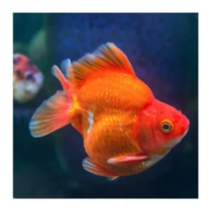 Orifiamma Red Ryukin 6-8 cm - Oranda - Pesce rosso - Carassius auratus