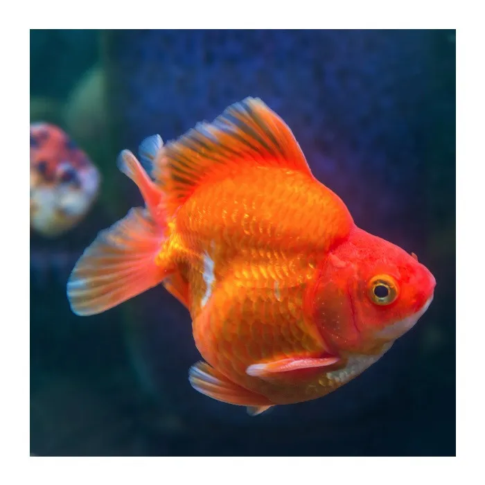 Orifiamma Red Ryukin 6-8 cm - Oranda - Pesce rosso - Carassius auratus