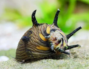 Neritina Snail Sun 1,5 cm mangia alghe nere a pennello