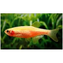 Brachydanio Frankei GOLD - Danio Leopardo dorato 2-3 cm - Danio Leopardato