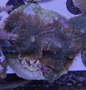 Rhodactis Superman - Mushroom - Corallo molle facile + dischi su frag - FOTO REALI