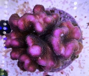Stylophora Pistillata Pink - rosa 10 cm - FOTO REALE - Corallo duro SPS