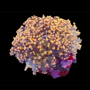 Euphyllia Paradivisa Orange - 1 calice - Corallo duro LPS facile