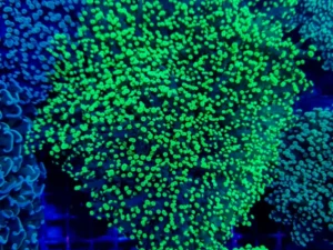 Euphyllia Divisa Toxic Green - 1 calice - Corallo duro LPS facile