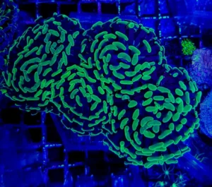 Euphyllia Parancora Green Fluo - 1 calice - Corallo duro LPS facile