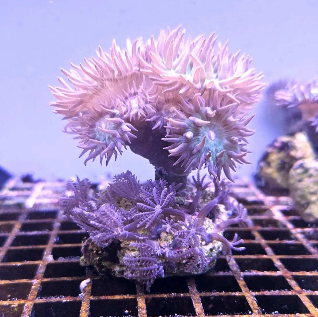 Coral Combo Duncanopsammia Axifuga 8 polipi + Anthelia - FOTO REALE - Corallo duro LPS