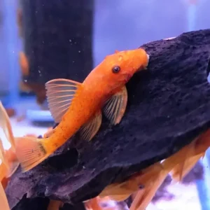 Ancistrus Dolichopterus SUPER RED 3-5 cm - pulitori da vetro