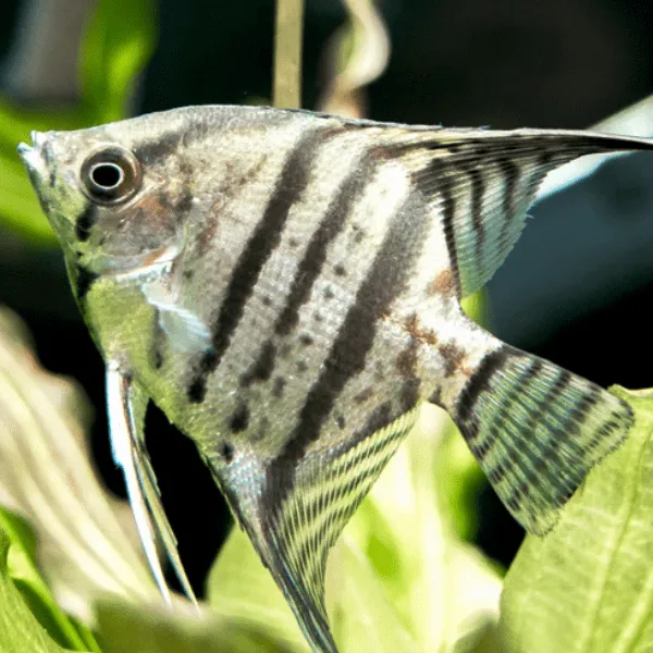 Pterophyllum Scalare Zebra-Tiger 4-6 cm