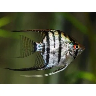 Pterophyllum Scalare Zebra-Tiger 4-6 cm