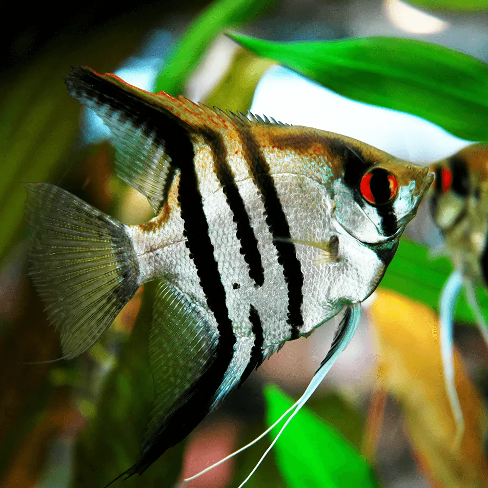 Pterophyllum Scalare Zebra-Tiger 4-6 cm